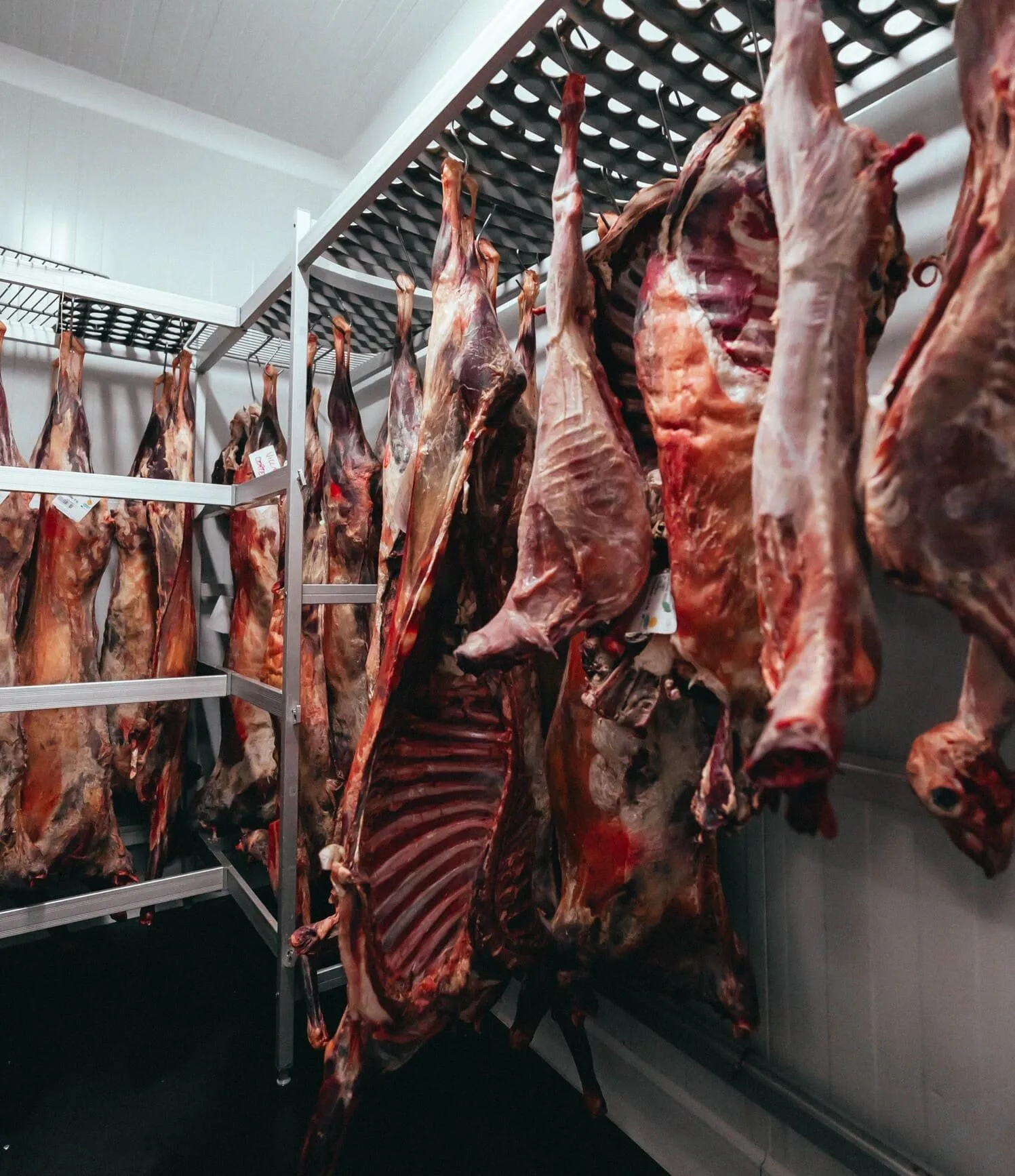 Goat carcasses hanging from hooks in an ageing chamber