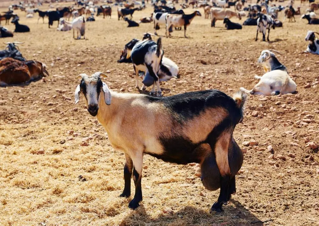 Herd of Canarian goats on arid, rocky ground, one standing in the foreground