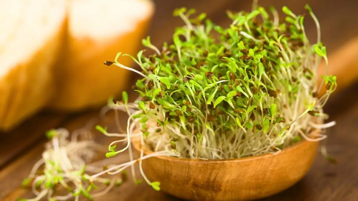 Wooden bowl of germinated alfalfa sprouts next to a slice of bread