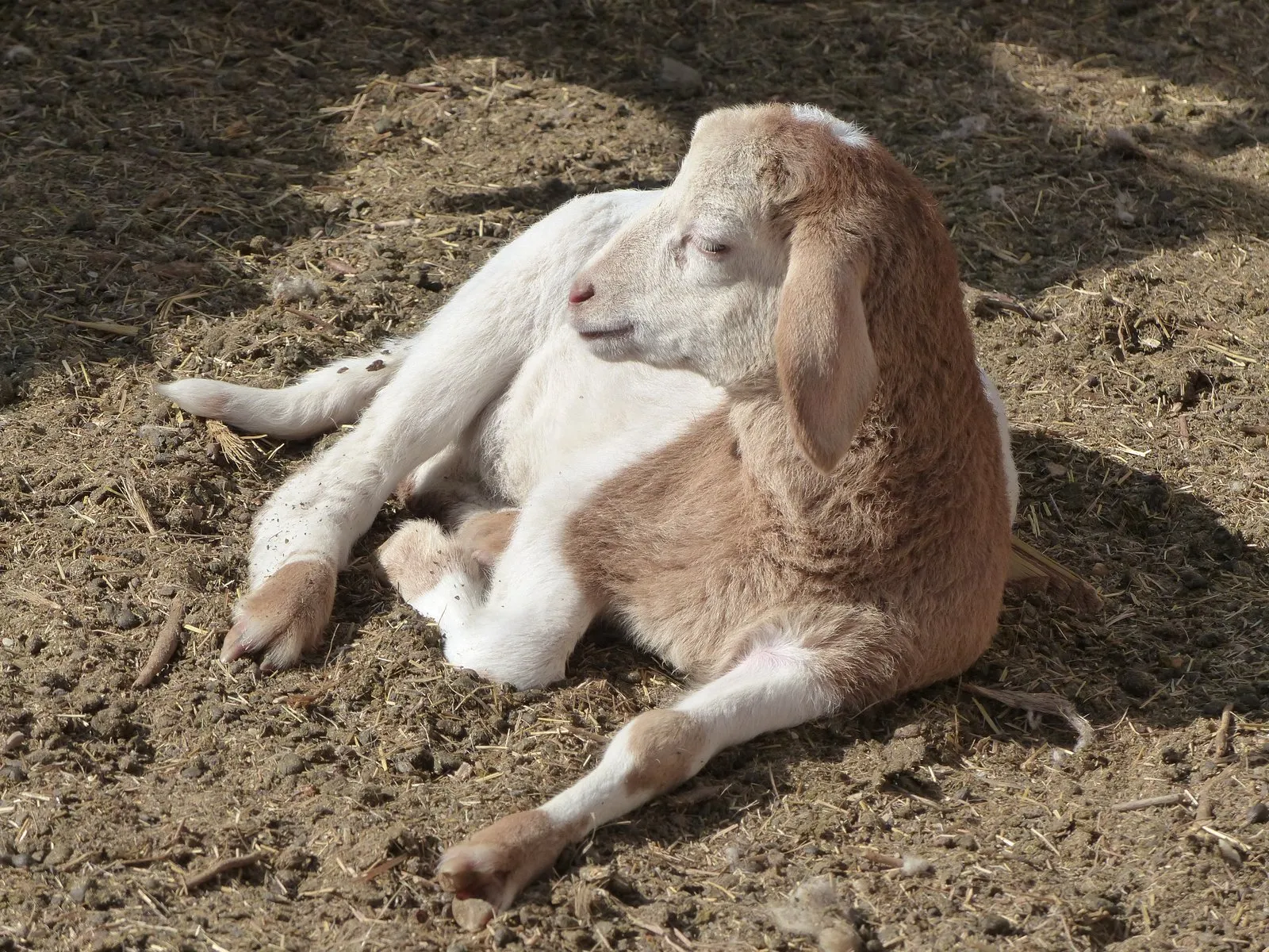 Cabrito de capa clara y orejas largas, de pie sobre arena, en Tozeur