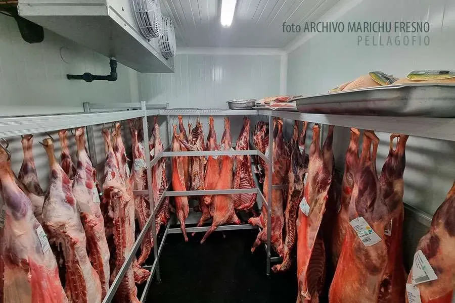Goat carcasses hanging in a cold room during the maturation process