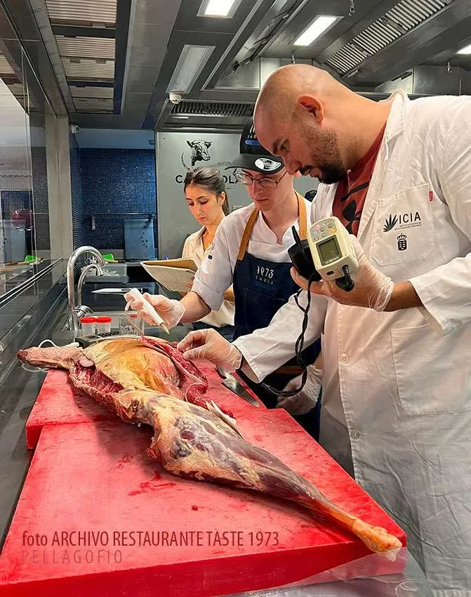 Scientific team measuring a goat carcass with an instrument in the kitchen