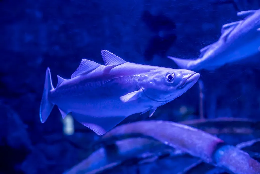 A shoal of pollack swimming together in blue water