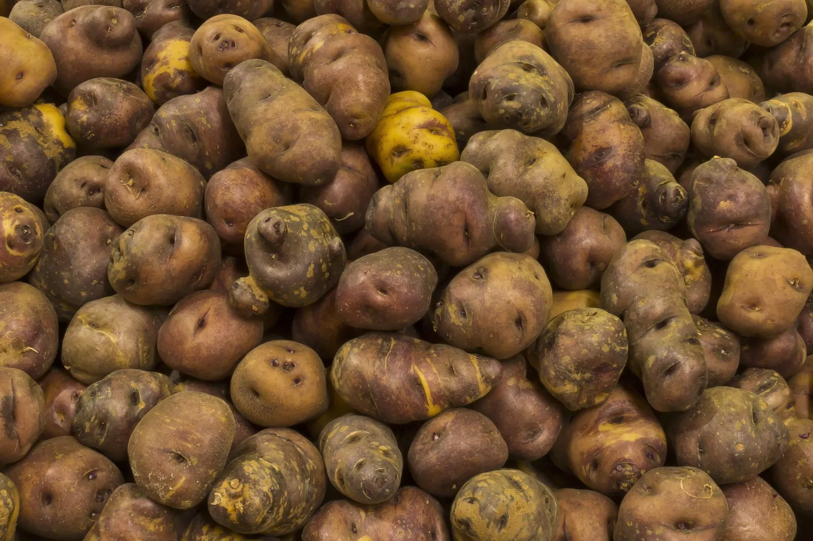 Papas de piel oscura y forma irregular, de la denominación Papas Antiguas de Canarias, sobre una mesa