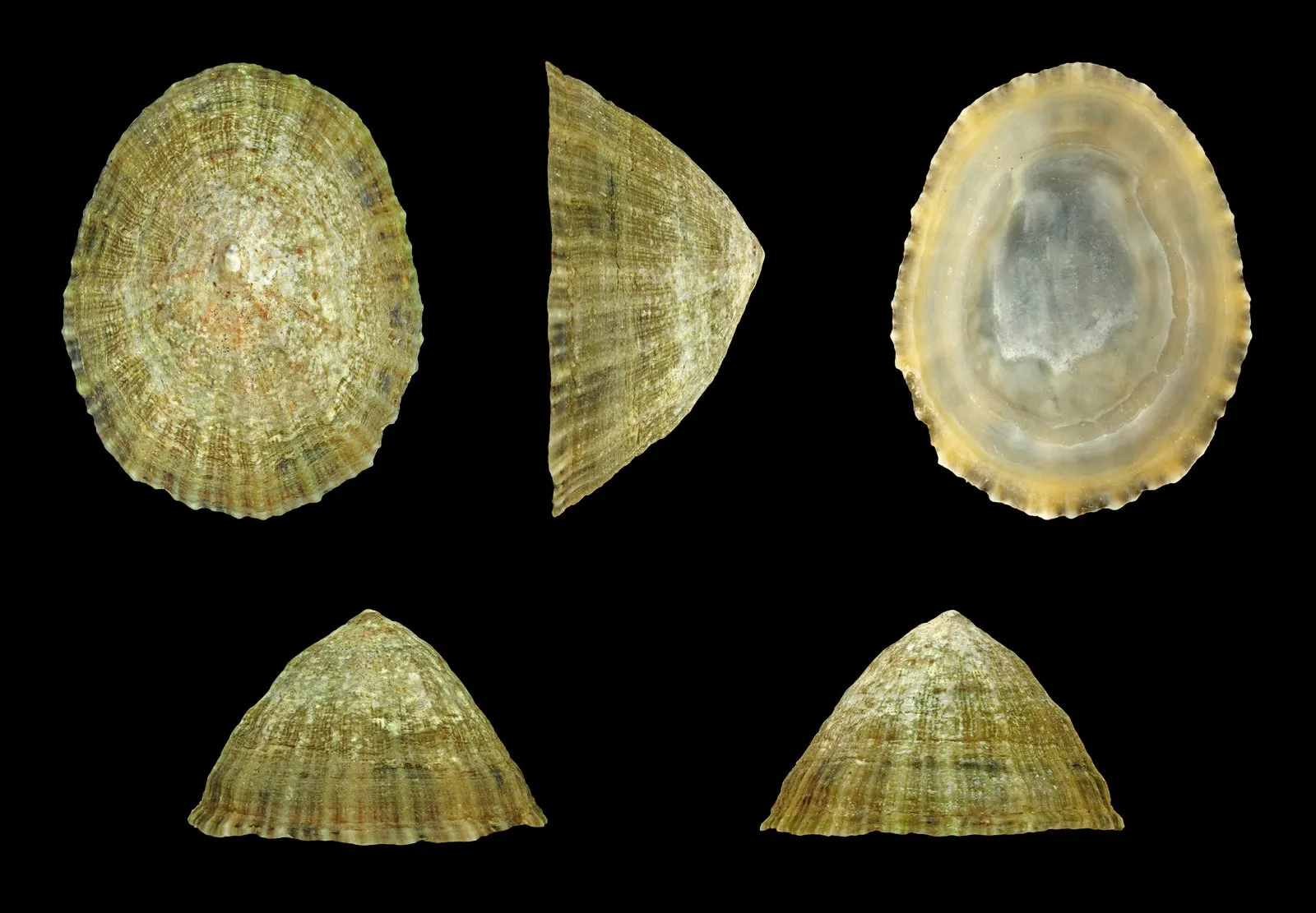 Concha de Patella vulgata, una lapa atlántica de museo, vista por arriba