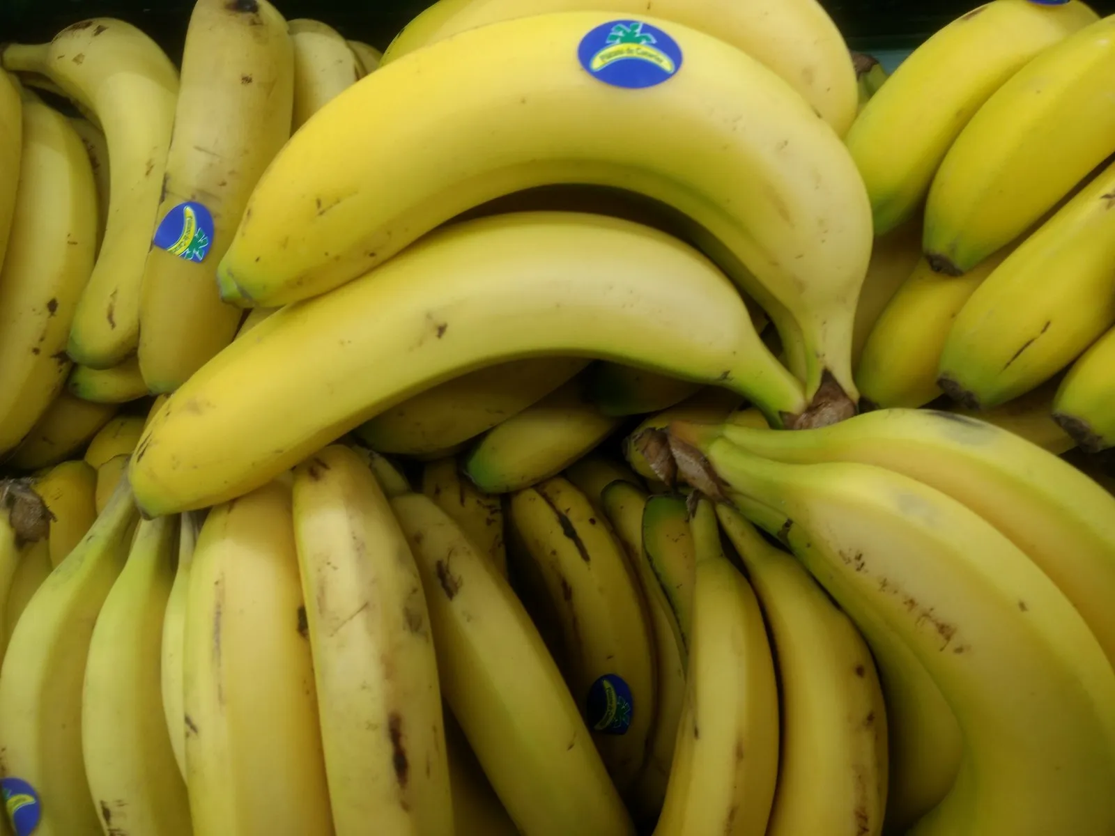 Racimo de plátanos de Canarias de la variedad Cavendish, con la piel amarilla y verde