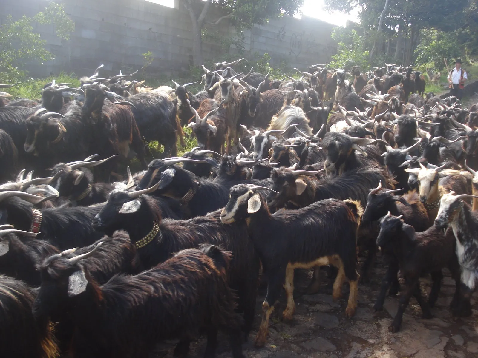 Rebaño de cabras tinerfeñas del norte, de pelo largo y capa oscura, en la romería de Tegueste