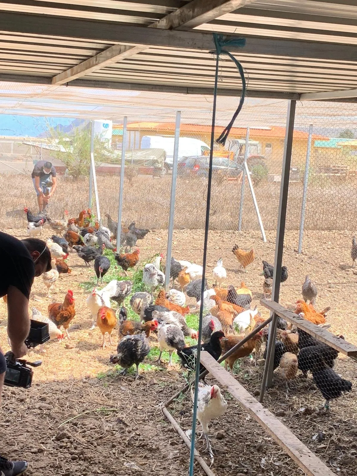 Canarian hens of different plumages peck about under the shelter of the henhouse