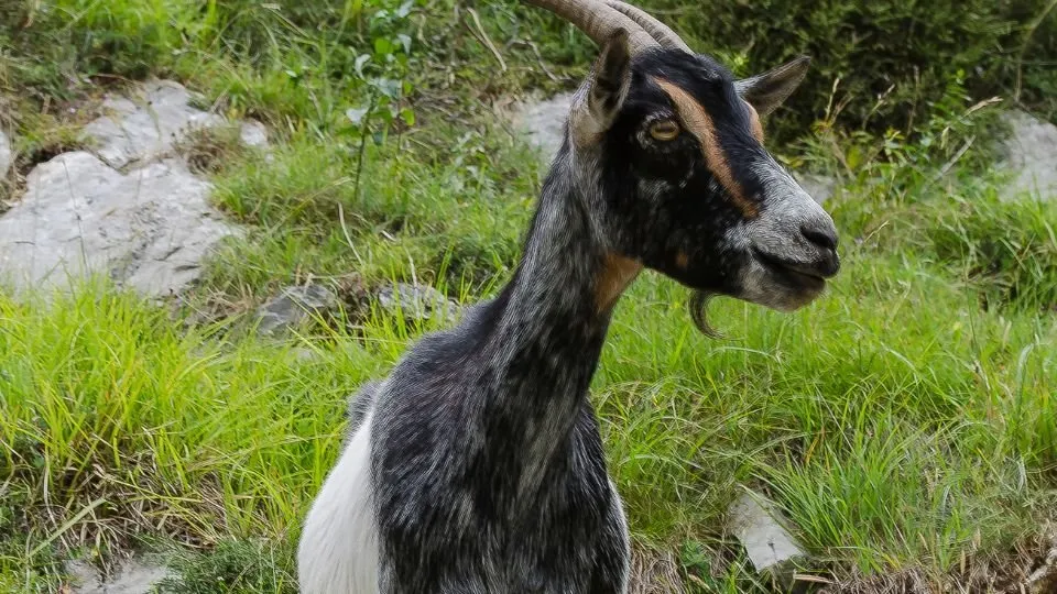 Adult goat with dark grey coat and long horns on a grassy hillside