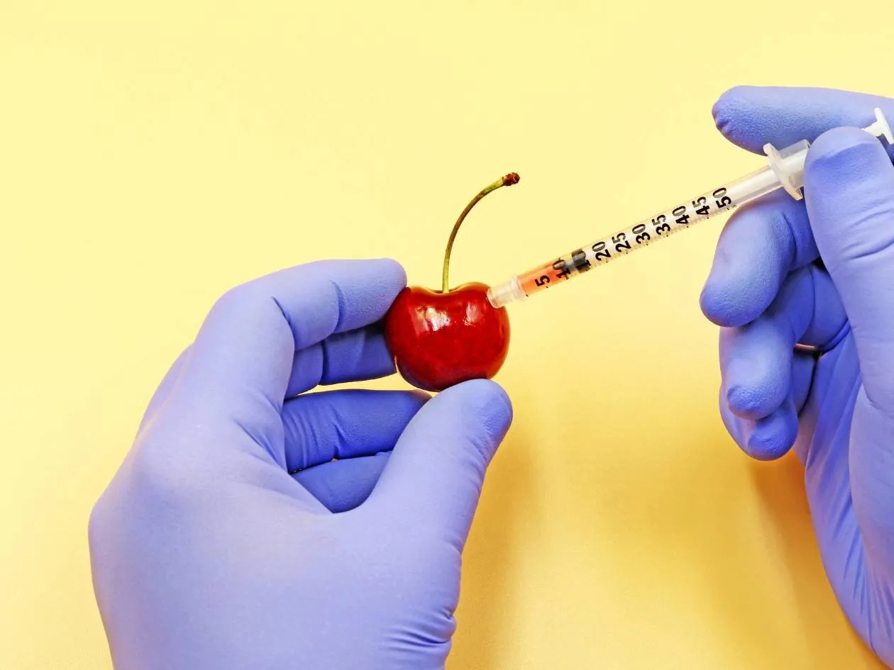 Gloved hands measure a cherry with callipers against a yellow background