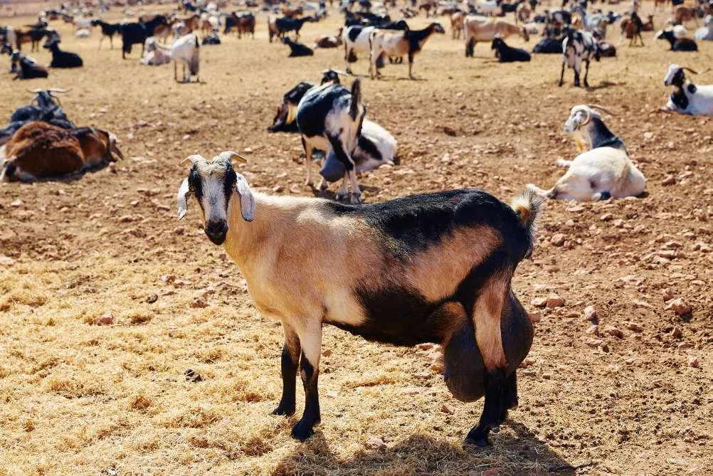 Herd of Canarian goats resting on dry, stony ground