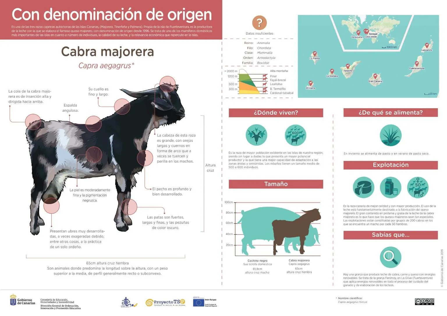 Infographic of the Majorera goat showing its morphology, habitat, diet and size