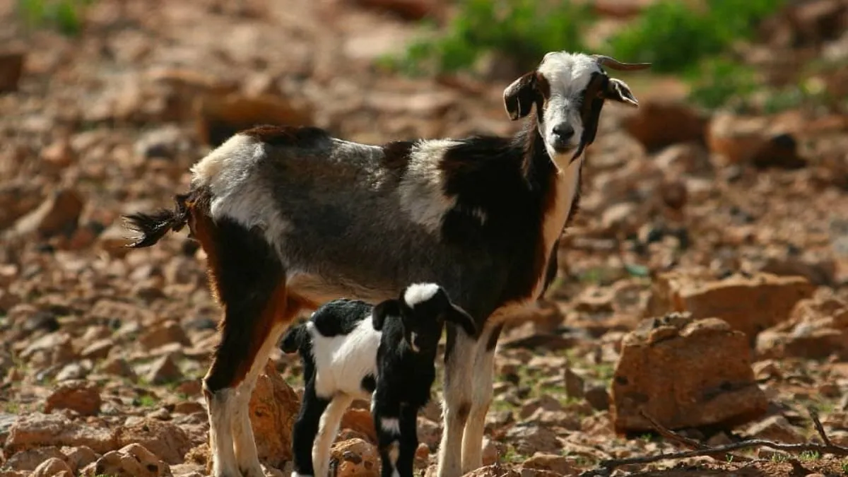 Goat nursing her kid on stony ground with green scrubland