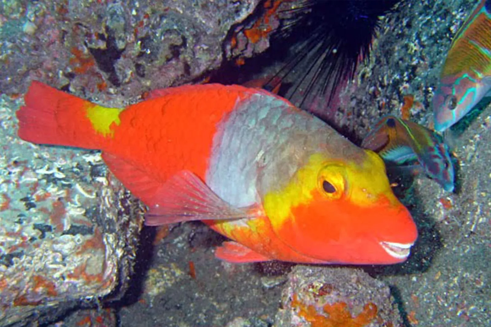 Canarian parrotfish in orange and yellow livery against the rocky Atlantic seabed