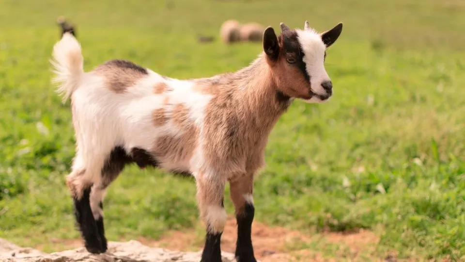 Brown-and-white kid goat standing in a green meadow