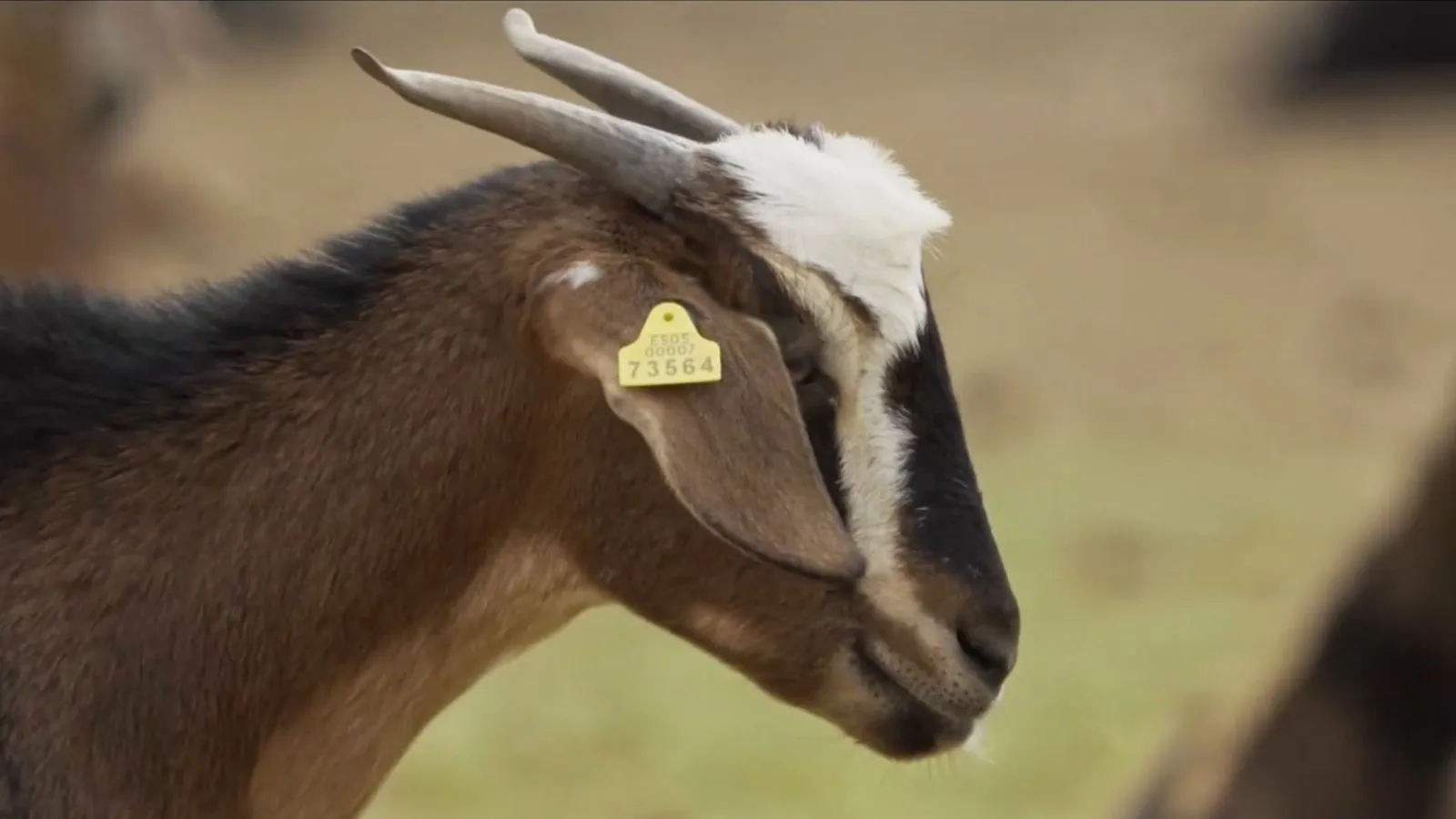 Close-up of a brown Canarian goat with a yellow ear tag
