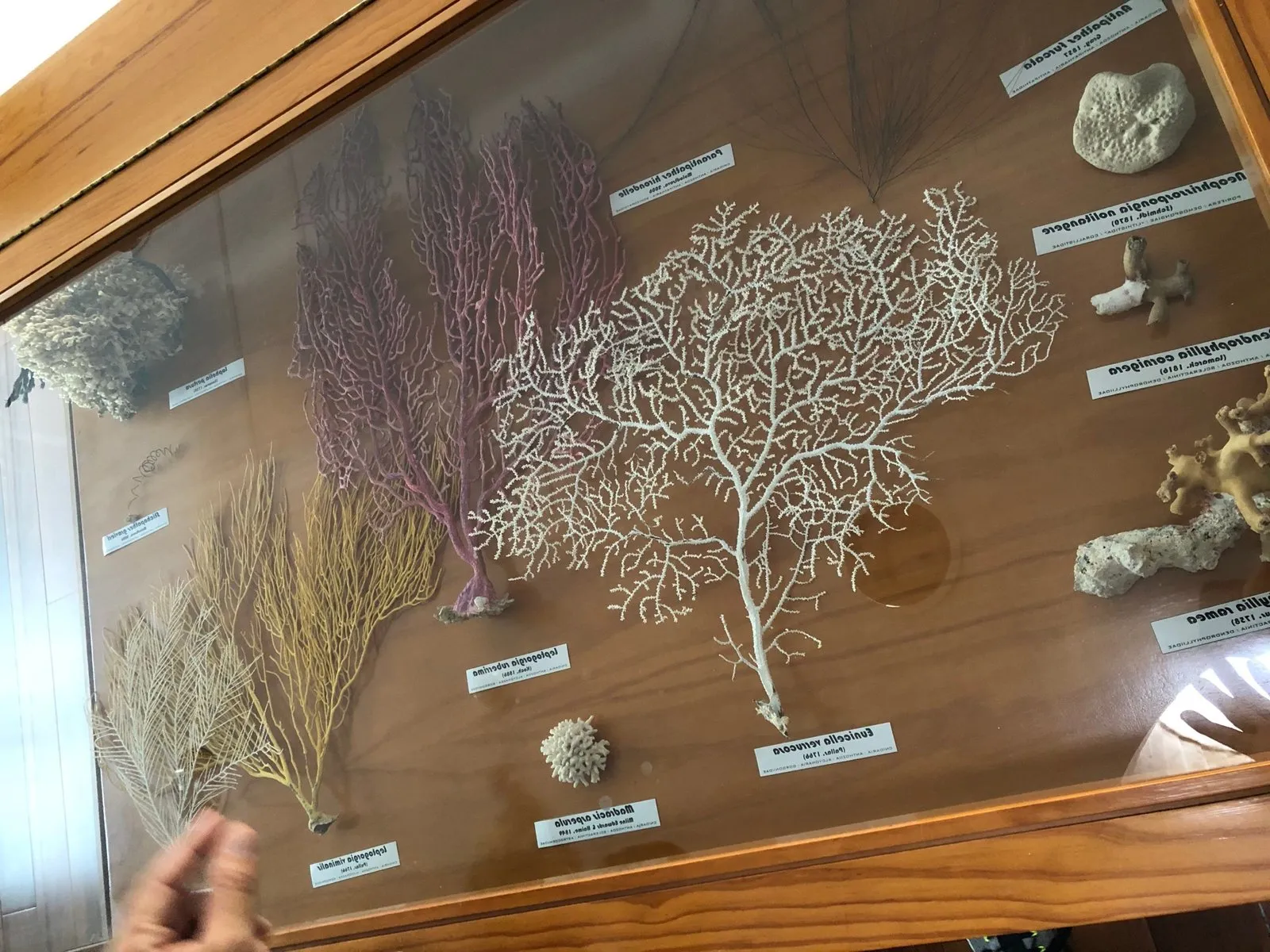 Wooden cabinet with gorgonians, corals and sponges labelled with their scientific names