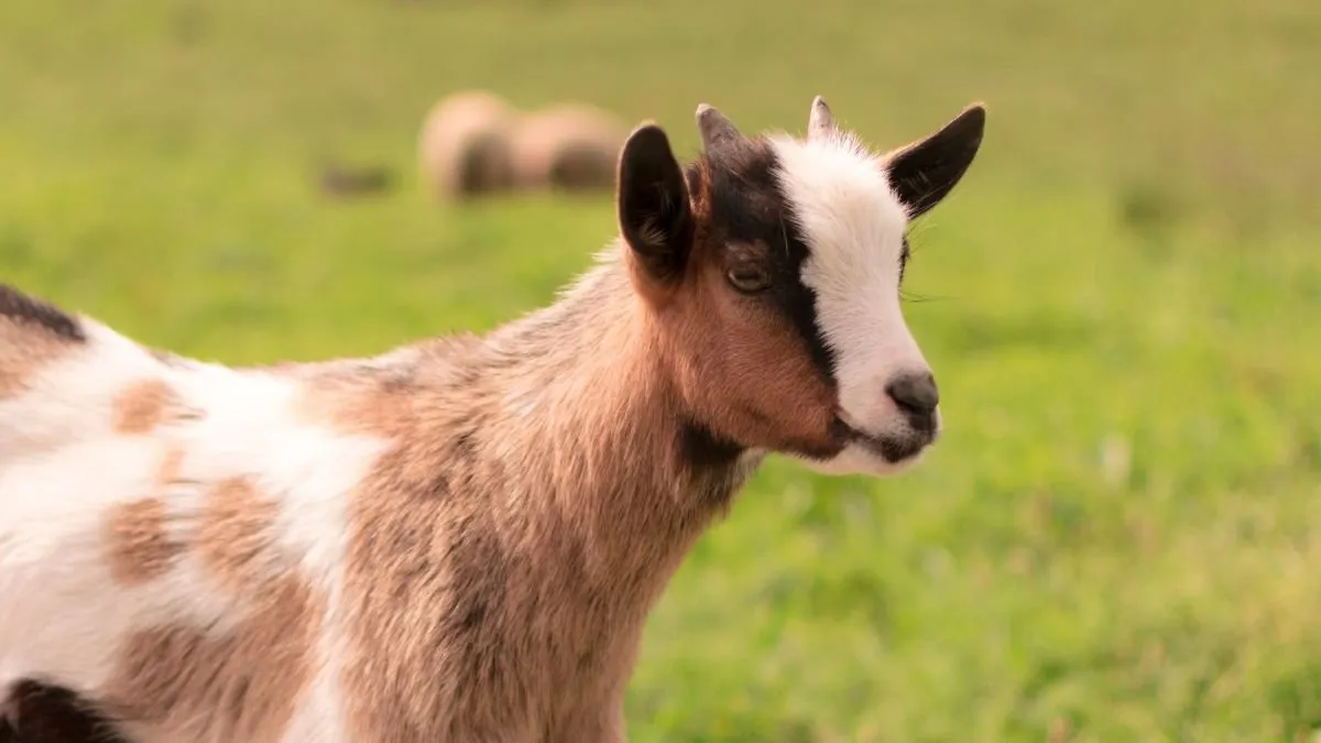 Kid with white and cinnamon coat in profile on green pasture