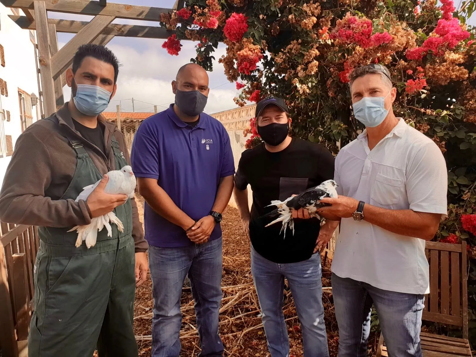 Four men wearing face masks, two of them holding hens, next to a bougainvillea