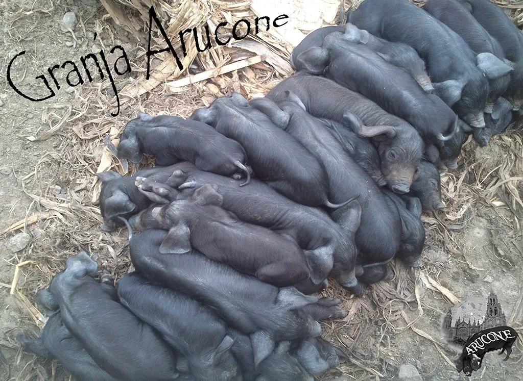 A litter of Canarian black piglets resting together on straw at a farm