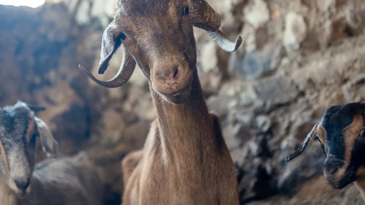Curved-horned Canarian goat in a stone pen alongside other goats
