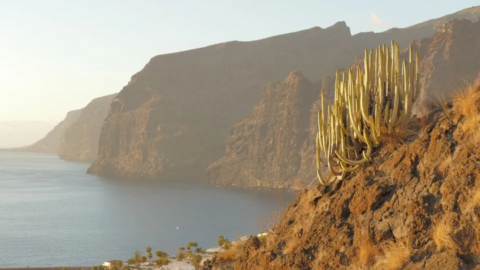 Canarian coastal cliffs at sunset with cardón cactus-spurges on the volcanic slope