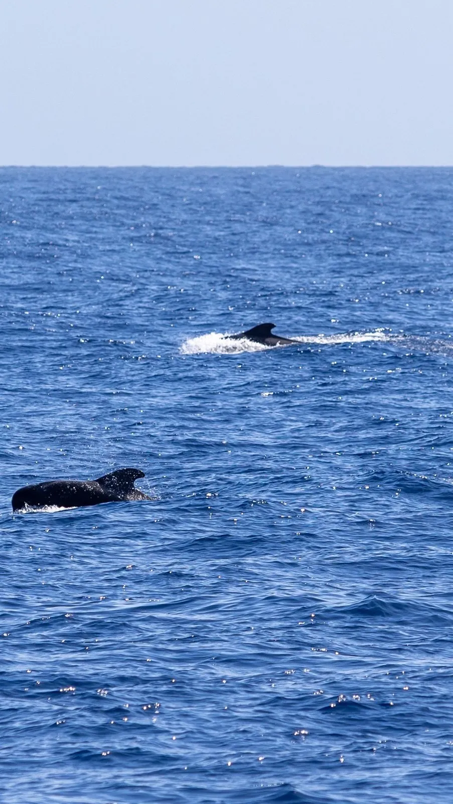Two pilot whales surfacing in open water, with the blue Atlantic and the horizon in the background