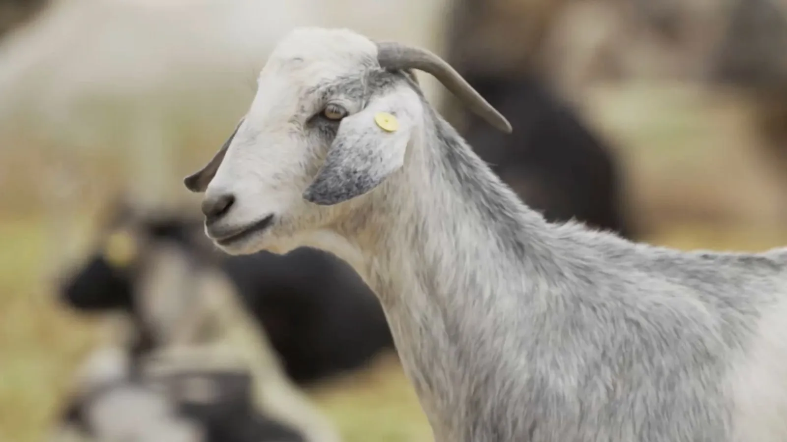 Light-coated Canarian goat with short horns alongside the rest of the herd
