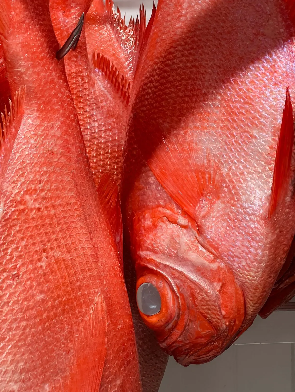 Close-up of several red fish stacked together, showing the detail of the scales, fins and eye of one of them
