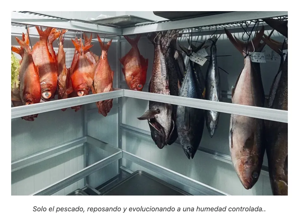 Hanging, labelled fish resting in the humidity-controlled ageing chamber