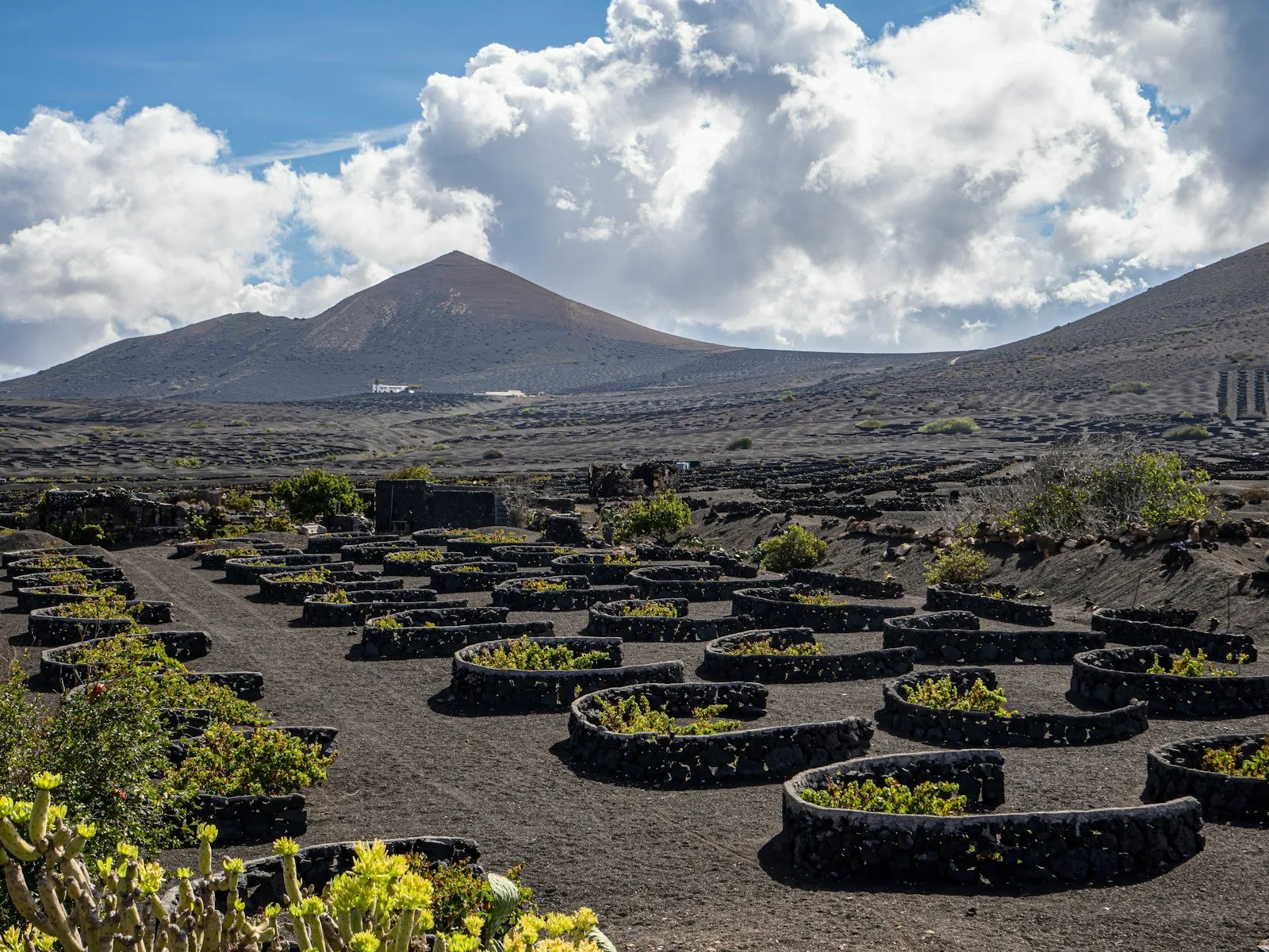 Volcanic soil crop with semicircular stone walls and mountains in the background