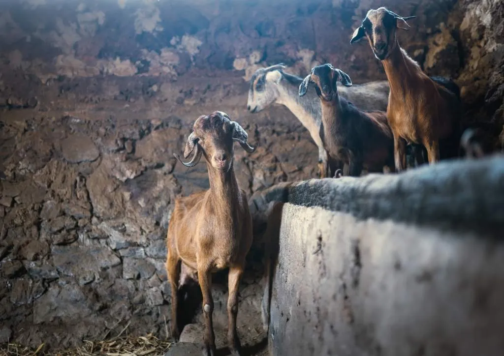 Canarian goats in a volcanic stone pen next to a feeding trough