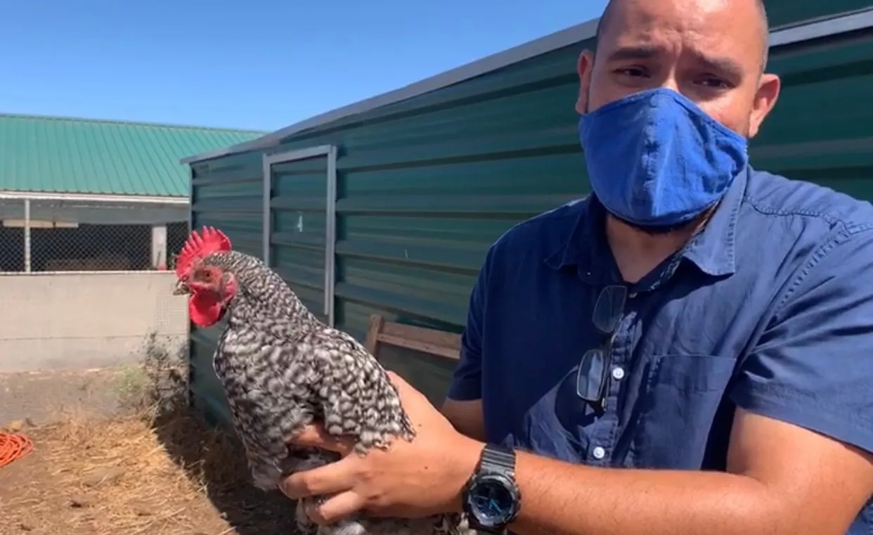 A technician wearing a face mask holds a barred-plumage hen in front of the sheds