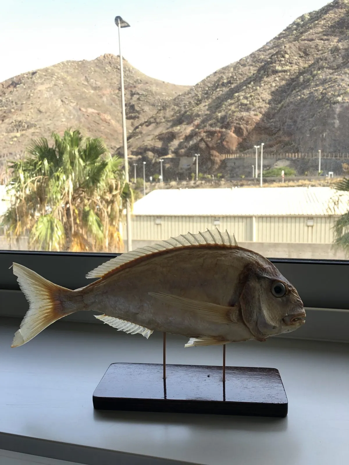 Stuffed fish mounted on a wooden base in front of a window with mountains in the background