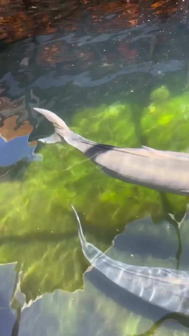 Two elongated fish swim near the surface of a transparent water tank, against a backdrop carpeted with green seaweed lit by sunlight