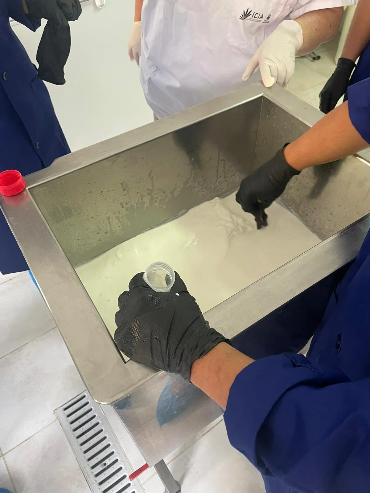 Gloved hands take a sample of the curd from the steel vat