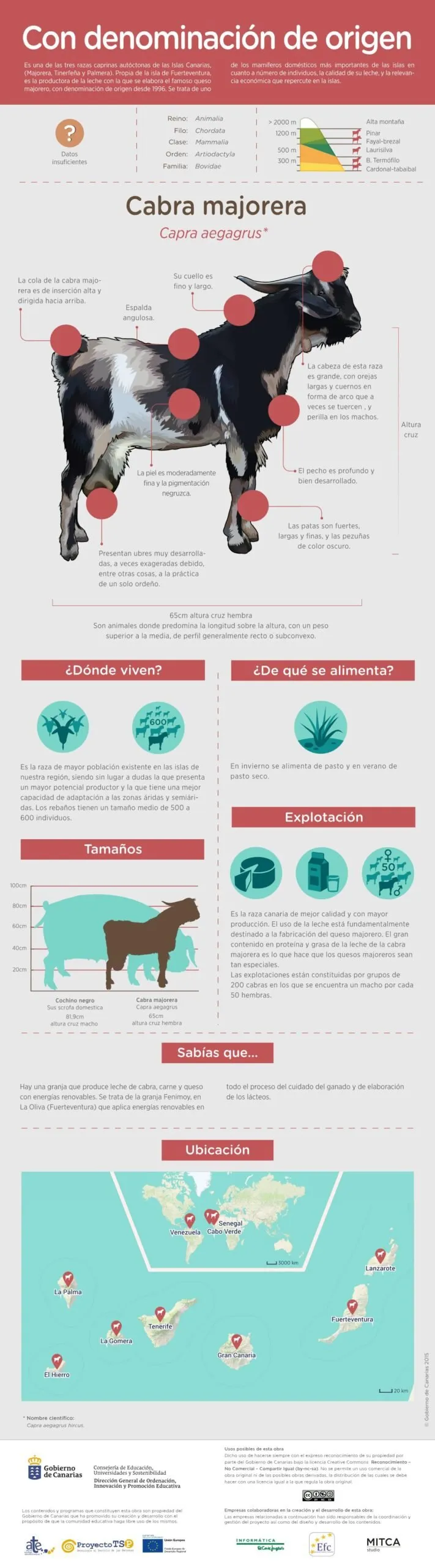Vertical infographic of the Majorera goat with its profile, uses and a map of the Canary Islands