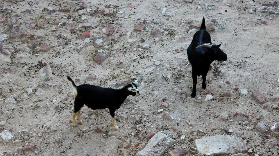 Two black goats on stony, arid ground