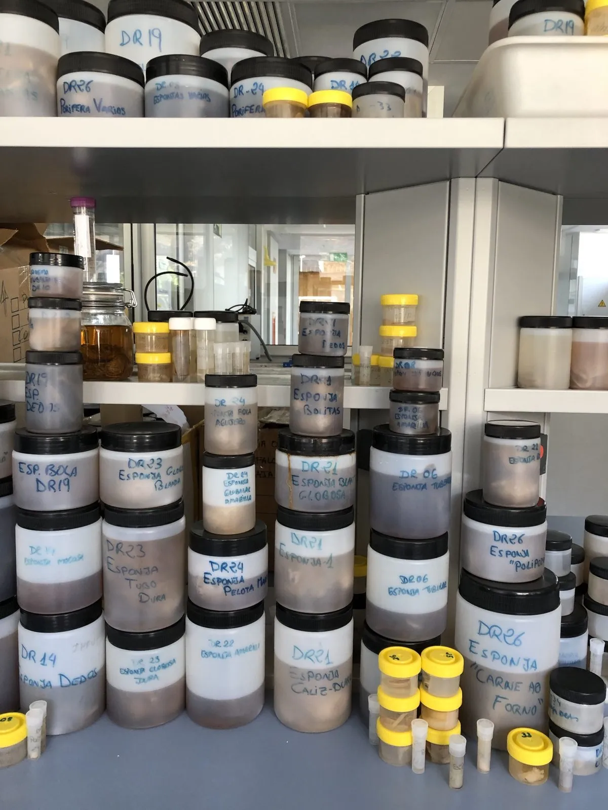 Shelves with hand-labelled jars preserving sea sponges and other porifera