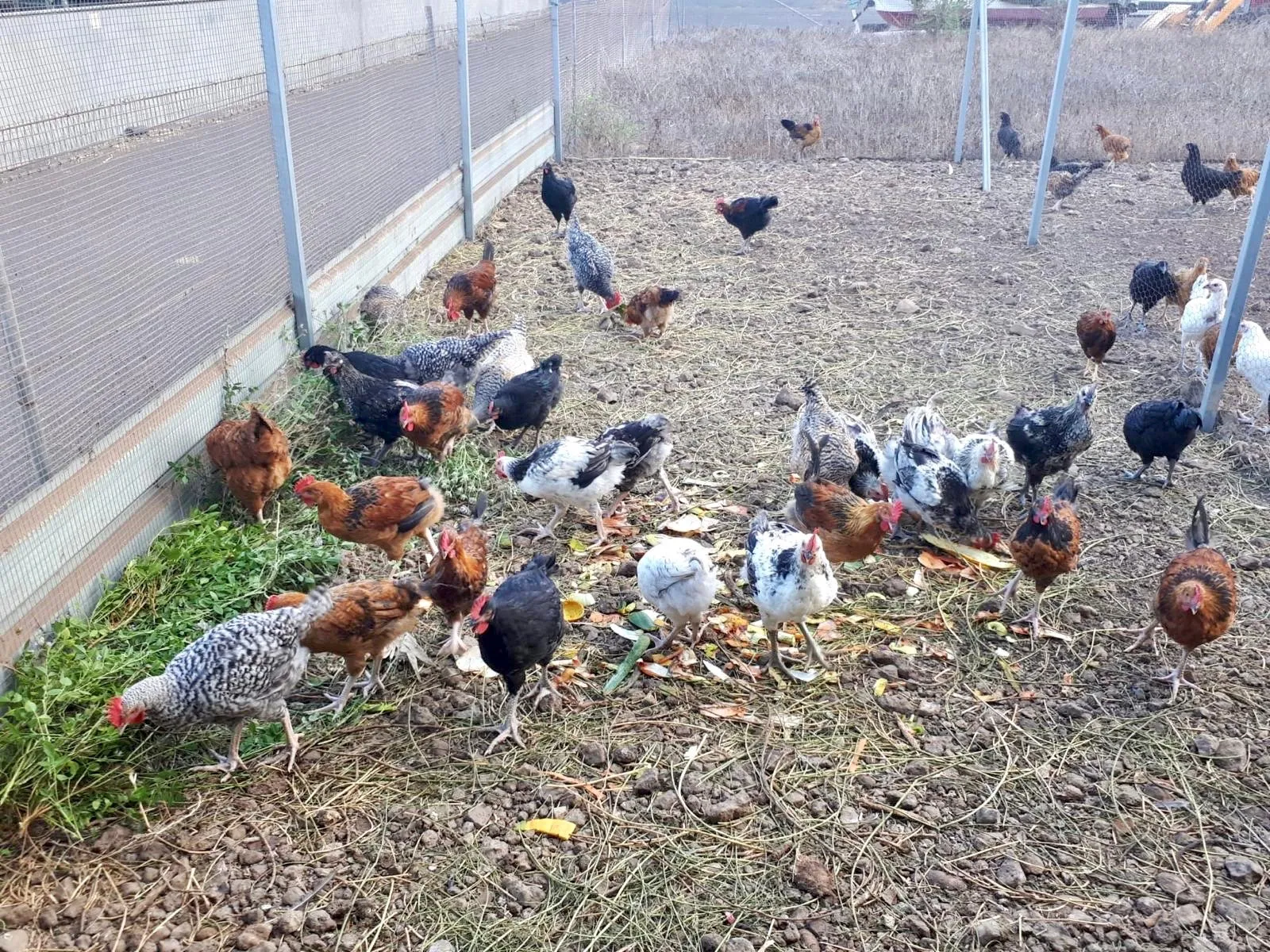 Canarian hens peck at grass and plant scraps in the earthen pen