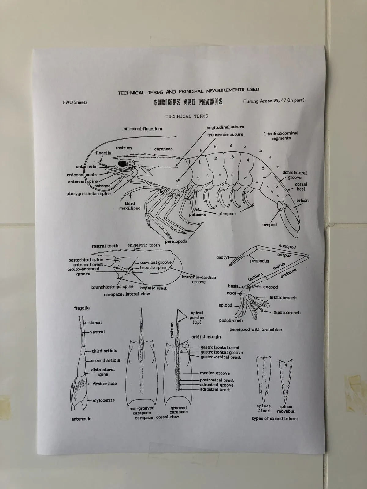 Technical illustration of prawn and king prawn anatomy pinned to a tiled wall