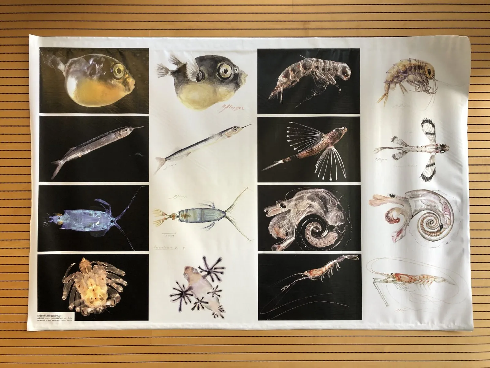 Fabric panel with photographs and watercolours of fish and crustacean larvae