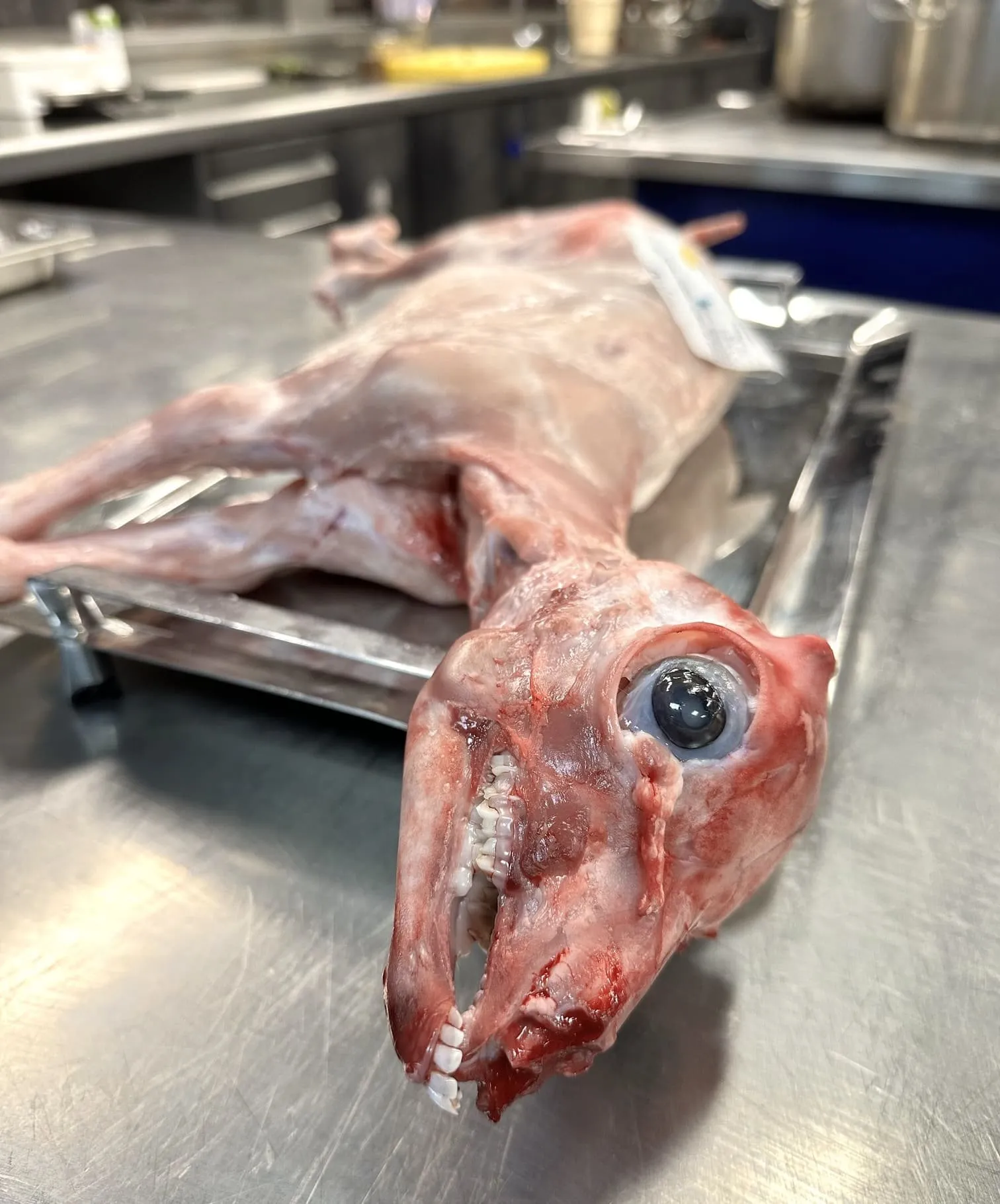 Whole goat carcass with the head on a tray in the kitchen