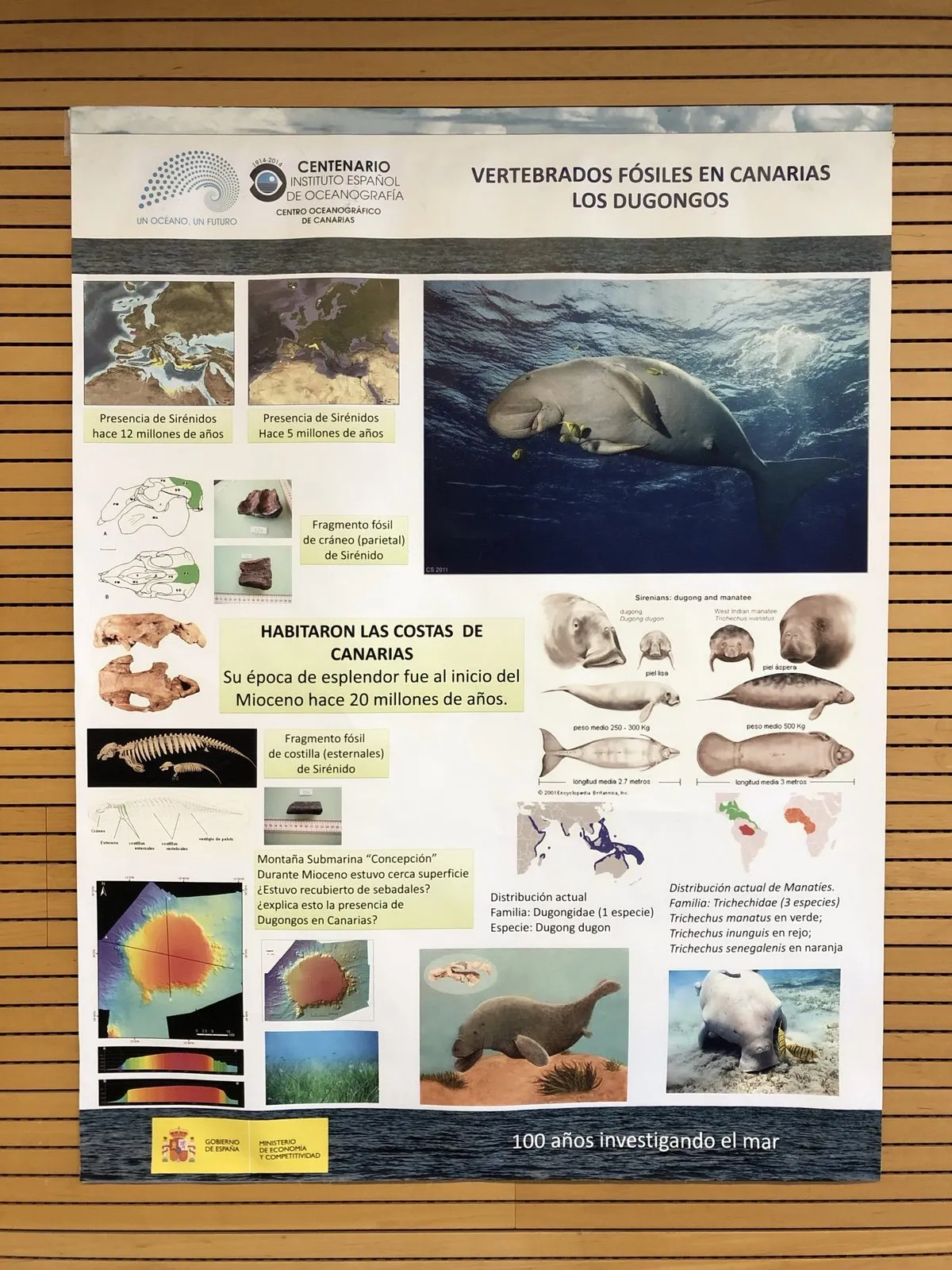 Informative poster about dugongs and fossil vertebrates found in the Canary Islands