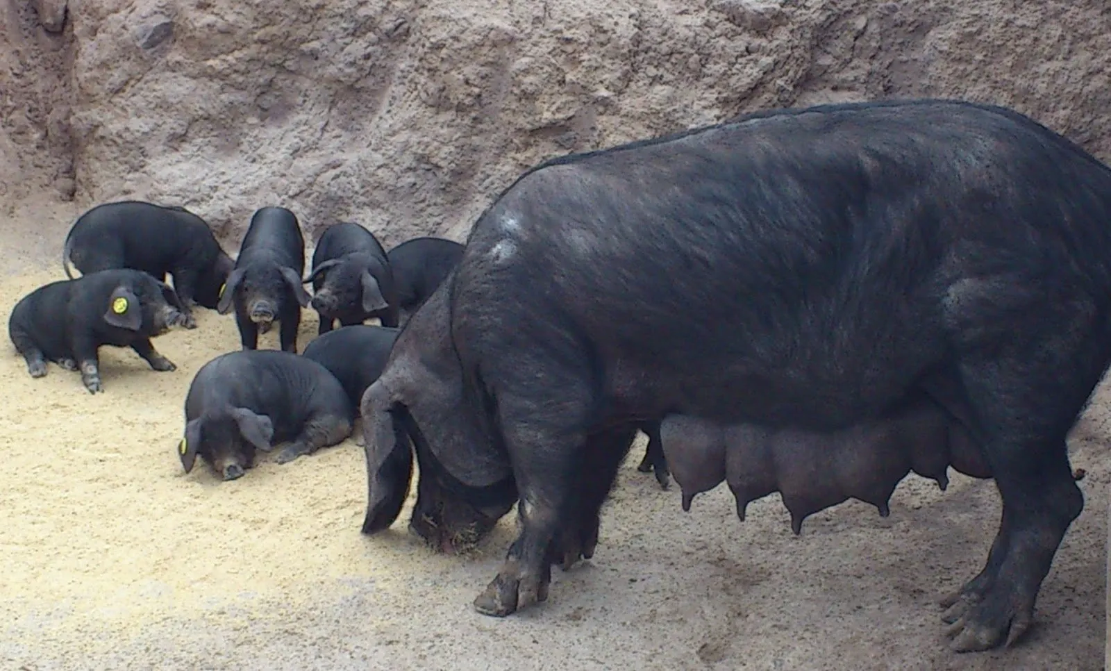 Canarian black sow with her litter of piglets beside a wall
