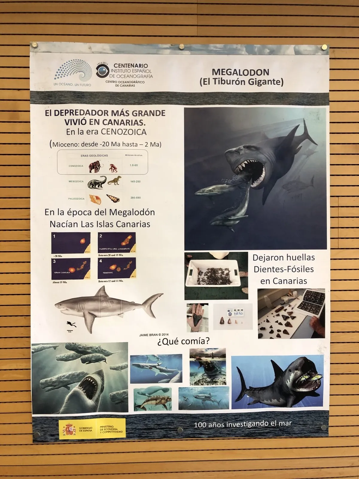 Informative poster about the megalodon, the giant shark that once lived in the Canary Islands