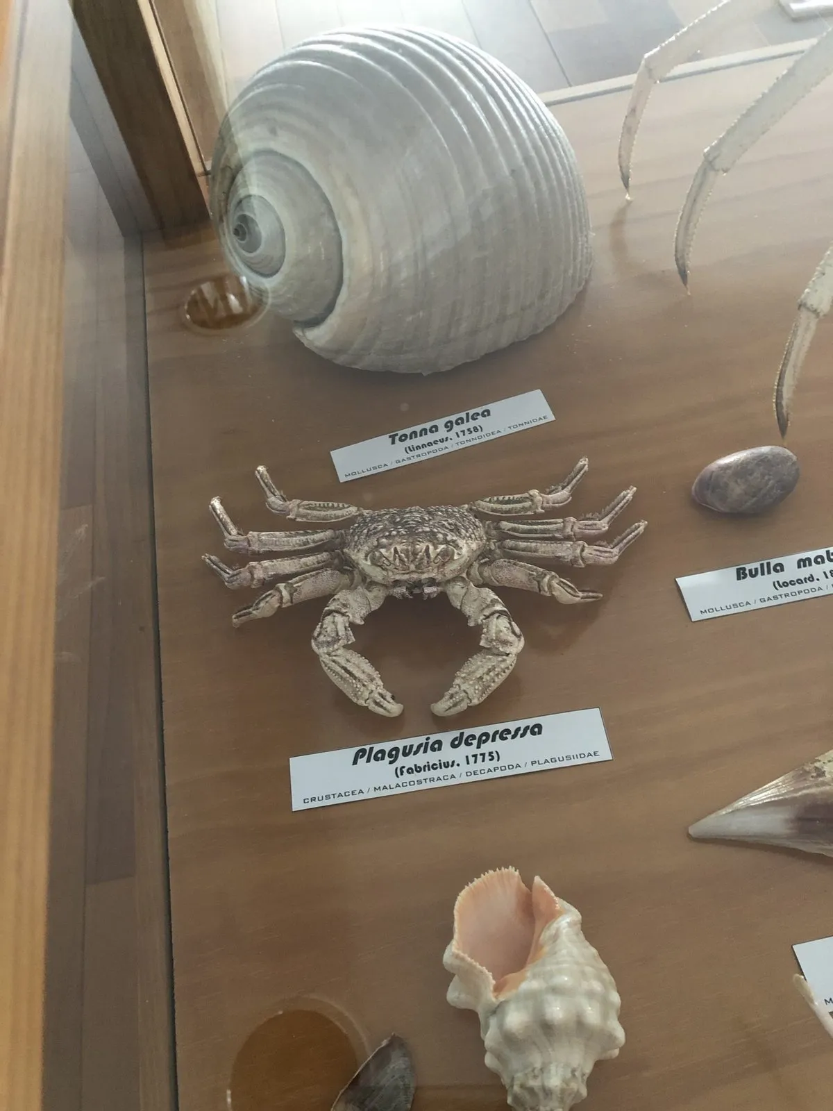 Crab and seashells from a scientific collection labelled inside a wooden cabinet