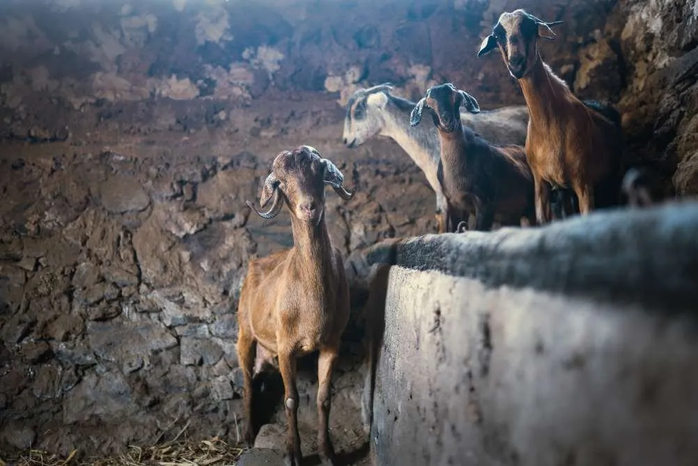 Canarian goats in a stone pen looking at the camera