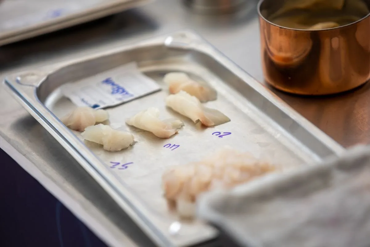 Numbered fish samples on a steel tray during the presentation