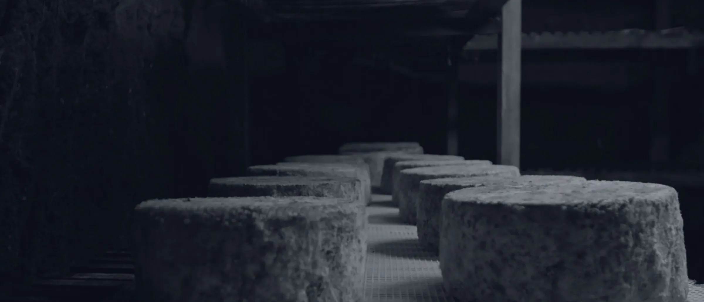 Cheeses maturing on racks in a maturing room